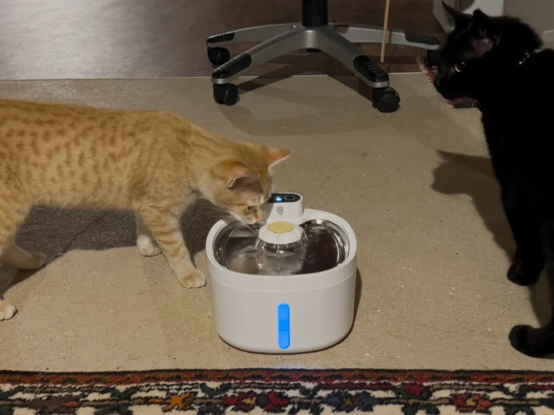 Nurturing Your Beloved Pet: An In-Depth Guide to Daily Dog Nutrition